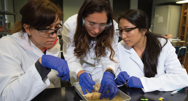 Three Women doing a dissection Three Women doing a dissection