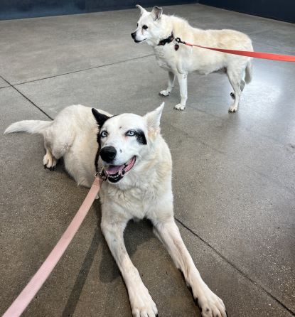 Rescue dogs Amy and Sasha. They are both white with black markings.